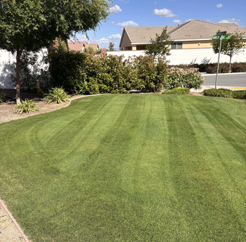 WA Lawn care
